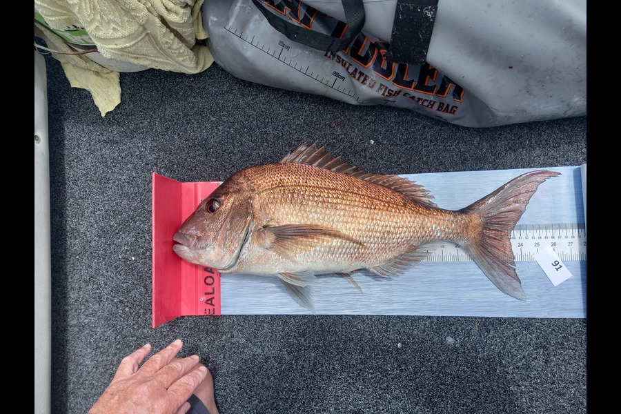 Mike Crawford caught this 59.0cm Snapper at Northland during The Export NZ Fishing Competition