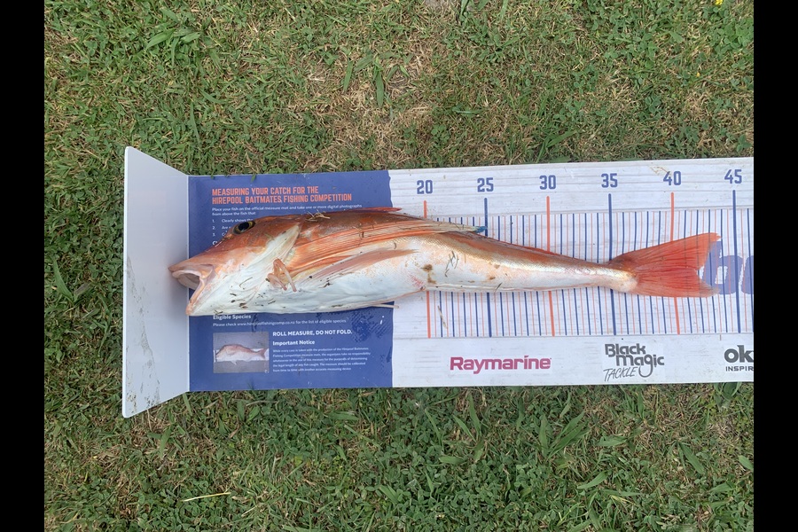 Matt  King  caught this 41.5cm Gurnard at Hawkes Bay during The Export NZ Fishing Competition
