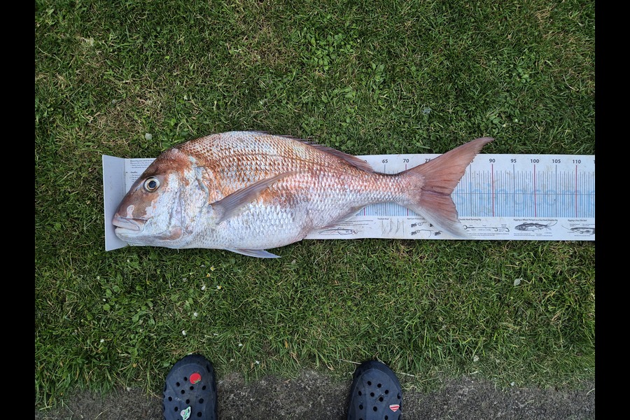 Christian-Ray  Simons  caught this 80.5cm Snapper at Taranaki during The Export NZ Fishing Competition