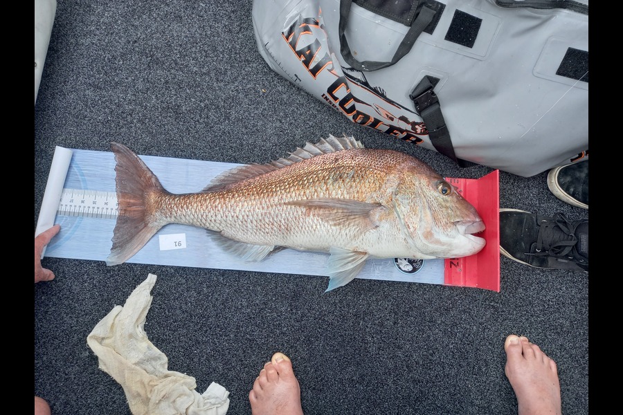 Bruce Hooper caught this 83.5cm Snapper at Northland during The Export NZ Fishing Competition
