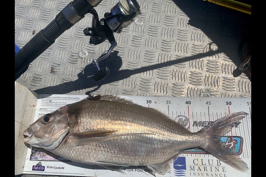 Kyle Smith caught this 47.0cm Tarakihi at Wellington during The Export NZ Fishing Competition