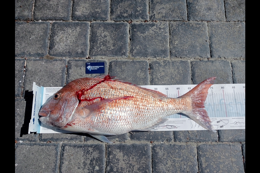 Warren  Judge caught this 70.5cm Snapper at Nelson/Marlborough during The Export NZ Fishing Competition