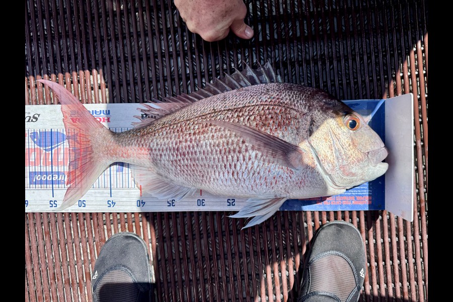 Leanne Murray caught this 52.0cm Snapper at Coromandel during The Export NZ Fishing Competition