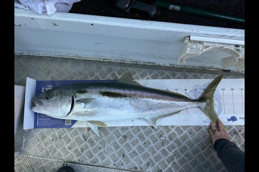 Stuart Callow caught this 94.5cm Kingfish at Auckland during The Export NZ Fishing Competition