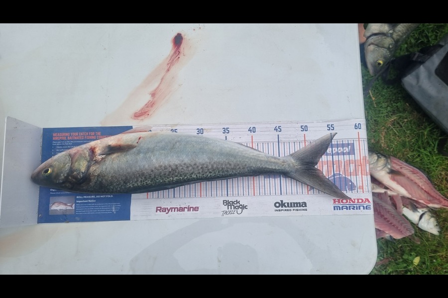 Shane Arbuckle caught this 51.5cm Kahawai at Wairarapa
 during The Export NZ Fishing Competition