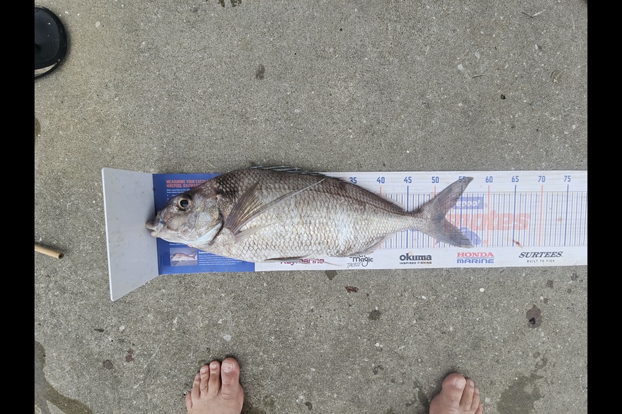David  Douglas  caught this 52.0cm Tarakihi at Wellington during The Export NZ Fishing Competition
