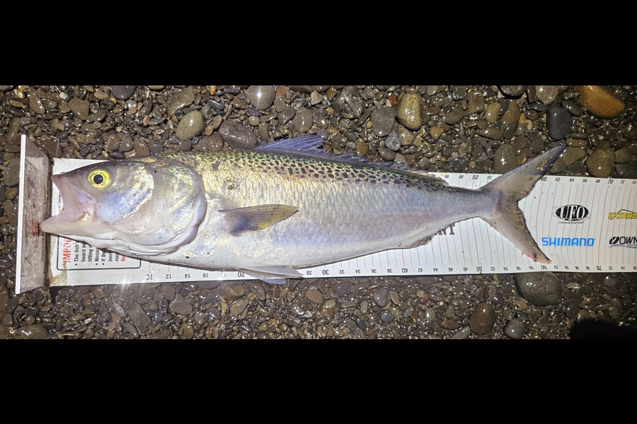Kane Wrigglesworth  caught this 56.5cm Kahawai at Hawkes Bay during The Export NZ Fishing Competition