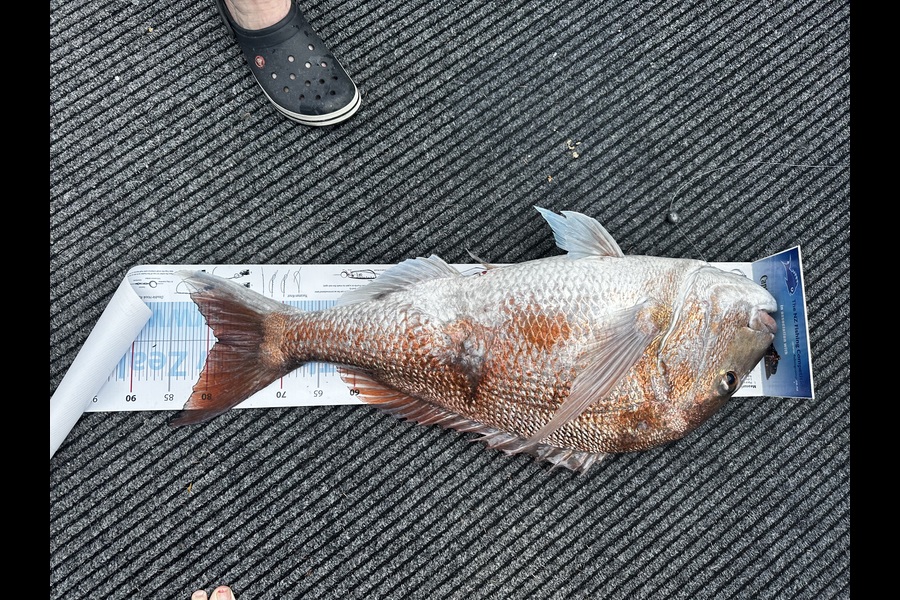 Jarrad Urwin caught this 78.5cm Snapper at Northland during The Export NZ Fishing Competition