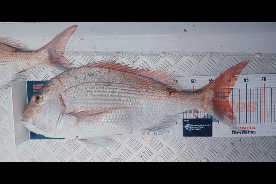 Carol Brannen caught this 59.5cm Snapper at Nelson/Marlborough during The Export NZ Fishing Competition