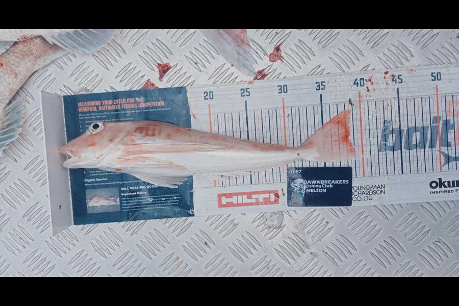 Carol Brannen caught this 38.0cm Gurnard at Nelson/Marlborough during The Export NZ Fishing Competition