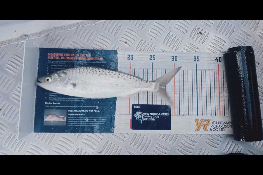 Carol Brannen caught this 26.5cm Kahawai at Nelson/Marlborough during The Export NZ Fishing Competition