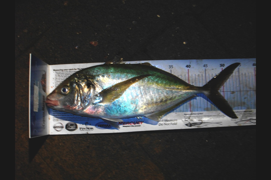 Jason Shallcrass caught this 48.0cm Trevally at papamoa during The Export NZ Fishing Competition