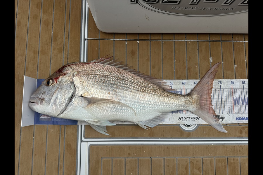 Michael Kumerich caught this 71.0cm Snapper at Coromandel during The Export NZ Fishing Competition