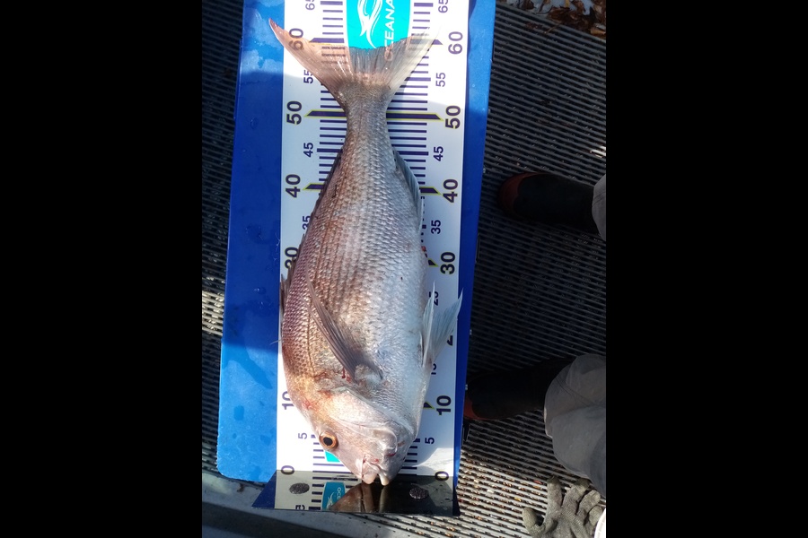 Vincent James caught this 59.0cm Snapper at Nelson/Marlborough during The Export NZ Fishing Competition