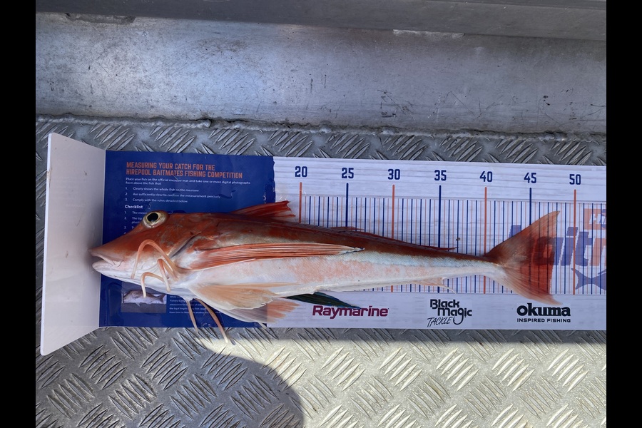 Scott Marriott caught this 47.5cm Gurnard at Wellington during The Export NZ Fishing Competition