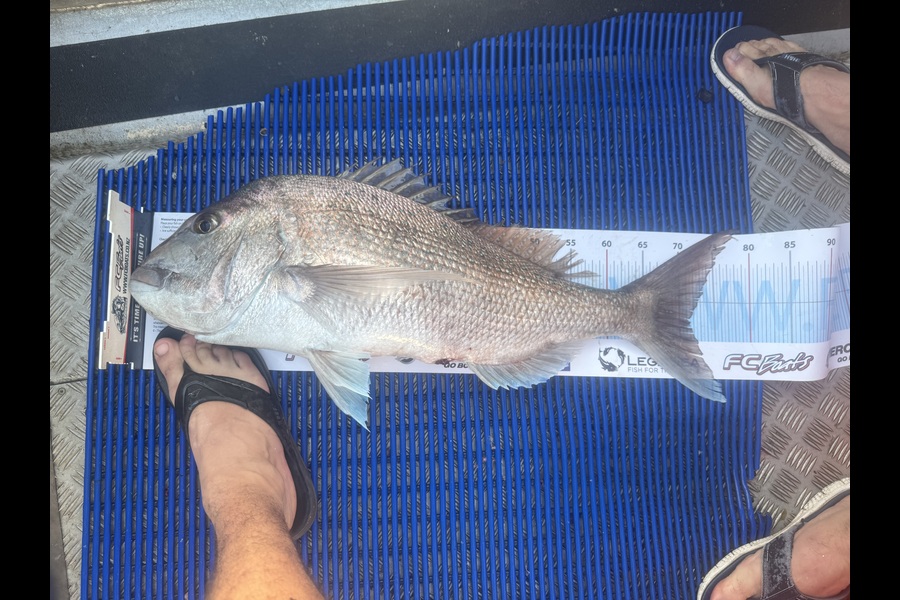 Shaun Stenning caught this 71.0cm Snapper at Coromandel during The Export NZ Fishing Competition