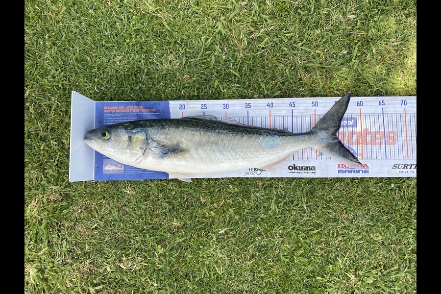 Shane MacRae caught this 54.5cm Kahawai at Taranaki during The Export NZ Fishing Competition