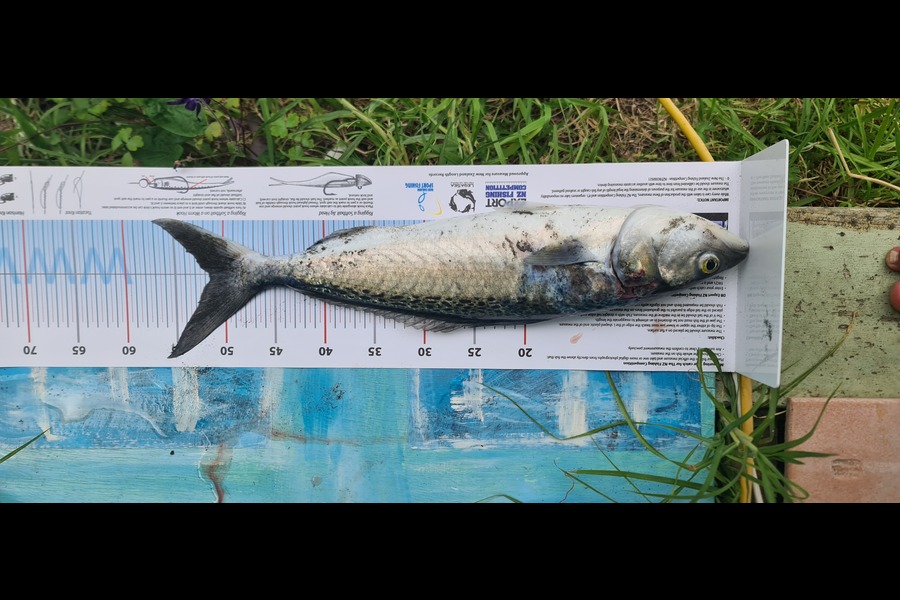 Ivan Toopi caught this 51.0cm Kahawai at Taranaki during The Export NZ Fishing Competition