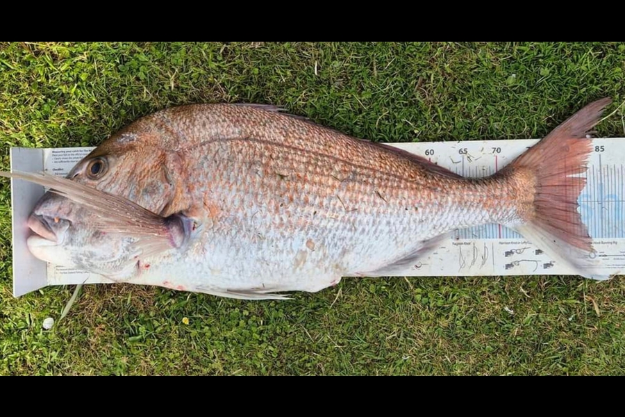 Christian-Ray  Simons  caught this 81.5cm Snapper at Taranaki during The Export NZ Fishing Competition