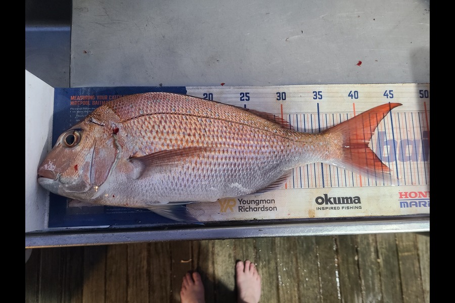 Jordan Boyd caught this 41.0cm Snapper at Wellington during The Export NZ Fishing Competition