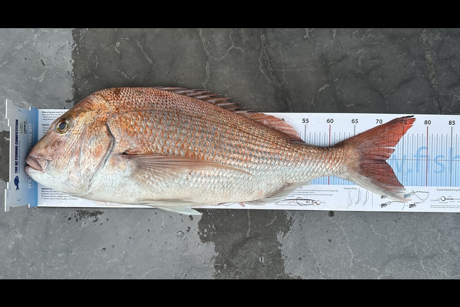 Iain Robertson caught this 71.5cm Snapper at Northland during The Export NZ Fishing Competition
