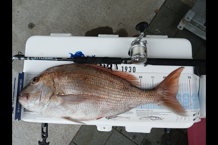 Nigel Boreham caught this 64.0cm Snapper at Waikato during The Export NZ Fishing Competition