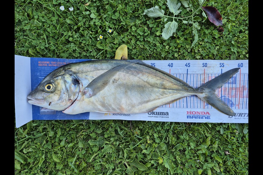 James Ogle caught this 53.0cm Trevally at Wellington during The Export NZ Fishing Competition