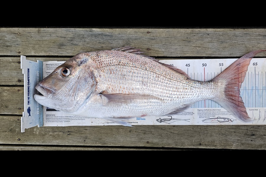Otele Etuale caught this 60.5cm Snapper at Auckland during The Export NZ Fishing Competition