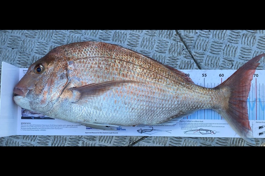Sharon Page caught this 67.0cm Snapper at Nelson/Marlborough during The Export NZ Fishing Competition