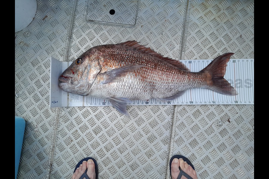 Mark Beauchamp caught this 74.5cm Snapper at Northland during The Export NZ Fishing Competition