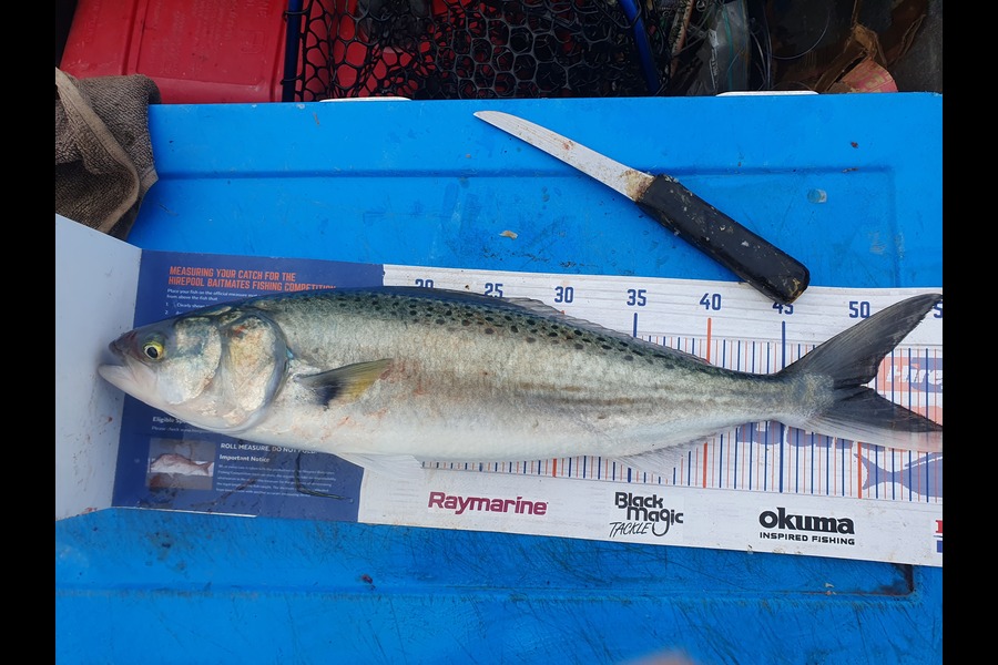 Dan Musson caught this 50.0cm Kahawai at Wellington during The Export NZ Fishing Competition