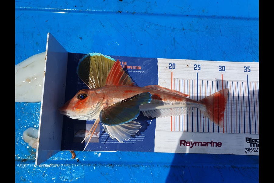 Dan Musson caught this 30.0cm Gurnard at Wellington during The Export NZ Fishing Competition