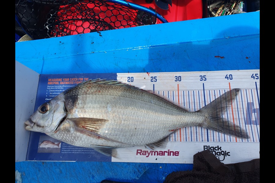 Dan Musson caught this 37.5cm Tarakihi at Wellington during The Export NZ Fishing Competition