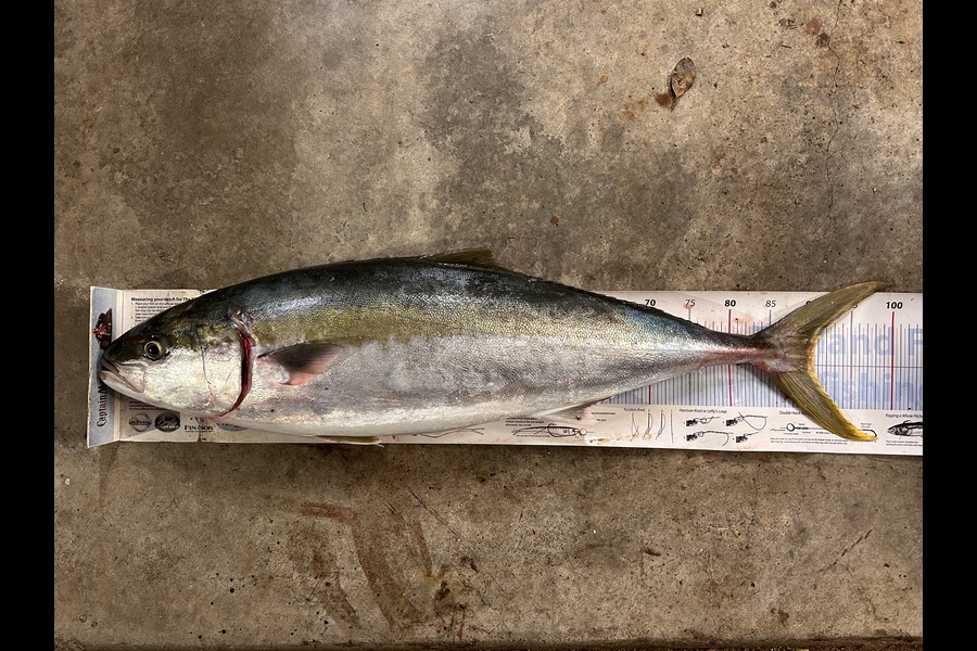 Johnny Huynen caught this 90.5cm Kingfish at Wellington during The Export NZ Fishing Competition
