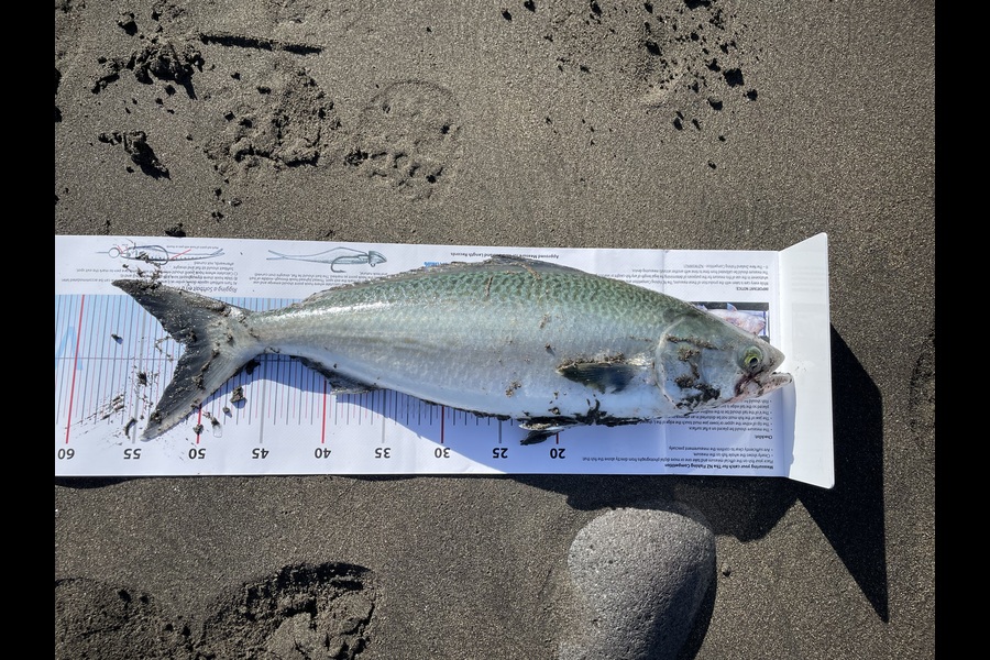 Rachell Penberth caught this 51.5cm Kahawai at Taranaki during The Export NZ Fishing Competition
