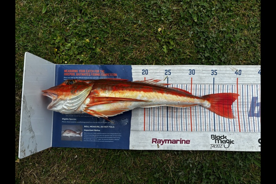 Tim Van Zyl  caught this 48.0cm Gurnard at Hawkes Bay during The Export NZ Fishing Competition