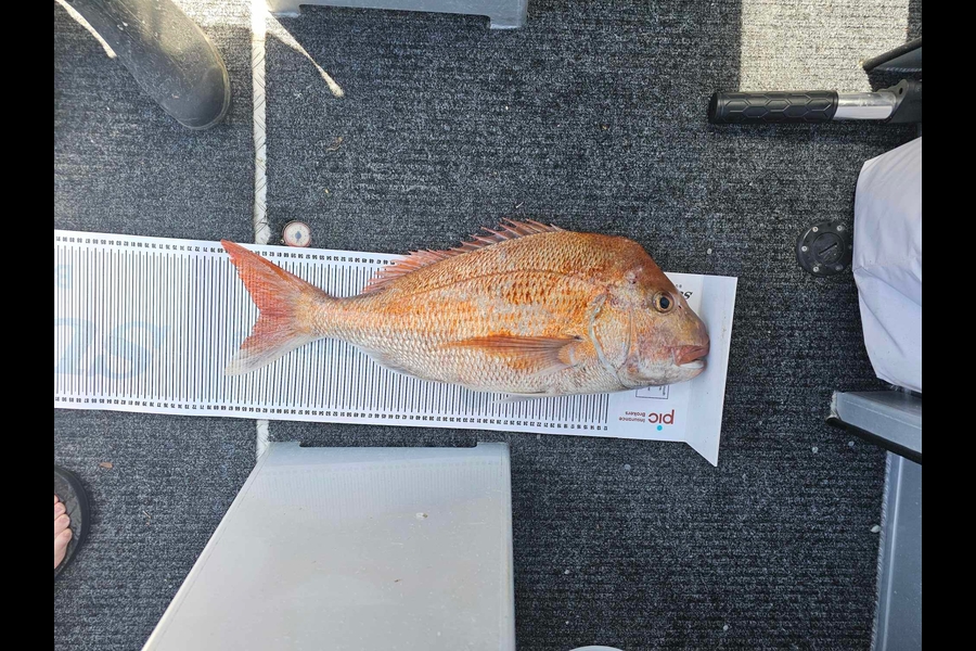 Leif Warren caught this 63cm Snapper at Taranaki during The Export NZ Fishing Competition