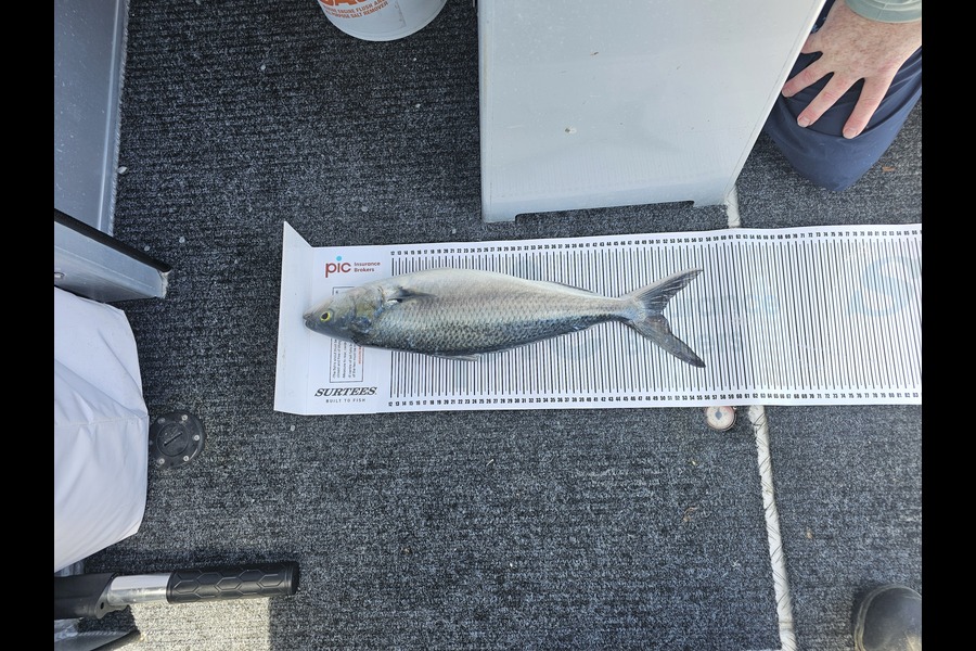 Susan Warren caught this 50.5cm Kahawai at Taranaki during The Export NZ Fishing Competition