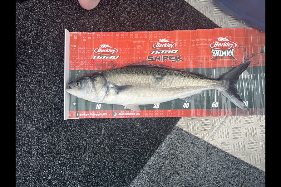 Tom Harley caught this 57cm Kahawai at Northland during The Export NZ Fishing Competition