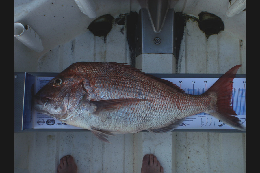 Geoff Preston caught this 79.5cm Snapper at mokau during The Export NZ Fishing Competition