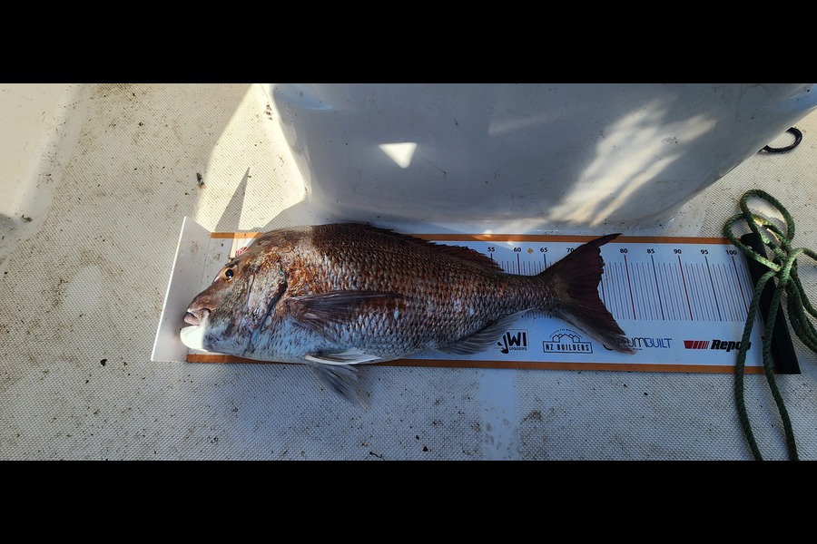 Laurence Anderson caught this 74.0cm Snapper at Northland during The Export NZ Fishing Competition