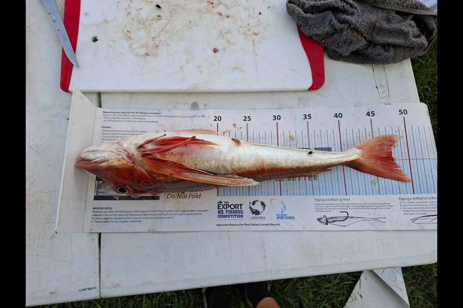 Lee Holst caught this 47.5cm Gurnard at West Coast during The Export NZ Fishing Competition