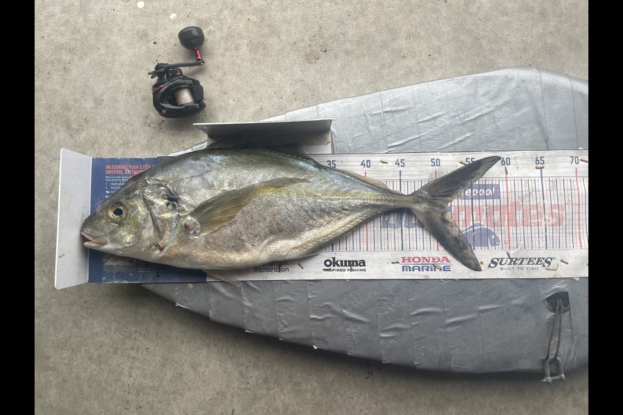 Graeme Duncan caught this 51cm Trevally at Bay of Plenty during The Export NZ Fishing Competition