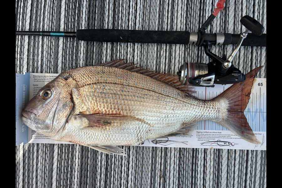 Kevin Brockhurst caught this 60.5cm Snapper at Nelson/Marlborough during The Export NZ Fishing Competition