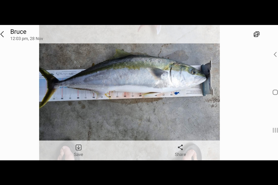 Bruce Hooper caught this 99.0cm Kingfish at Northland during The Export NZ Fishing Competition