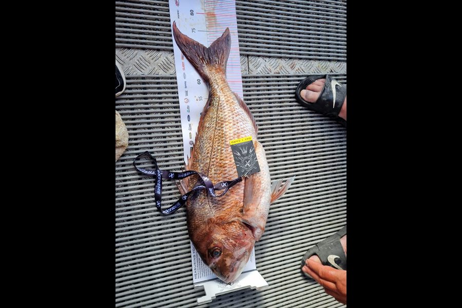 Dave Loach caught this 69.5cm Snapper at Coromandel during The Export NZ Fishing Competition