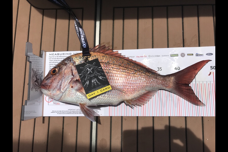 Max Hynds caught this 43.0cm Snapper at Coromandel during The Export NZ Fishing Competition