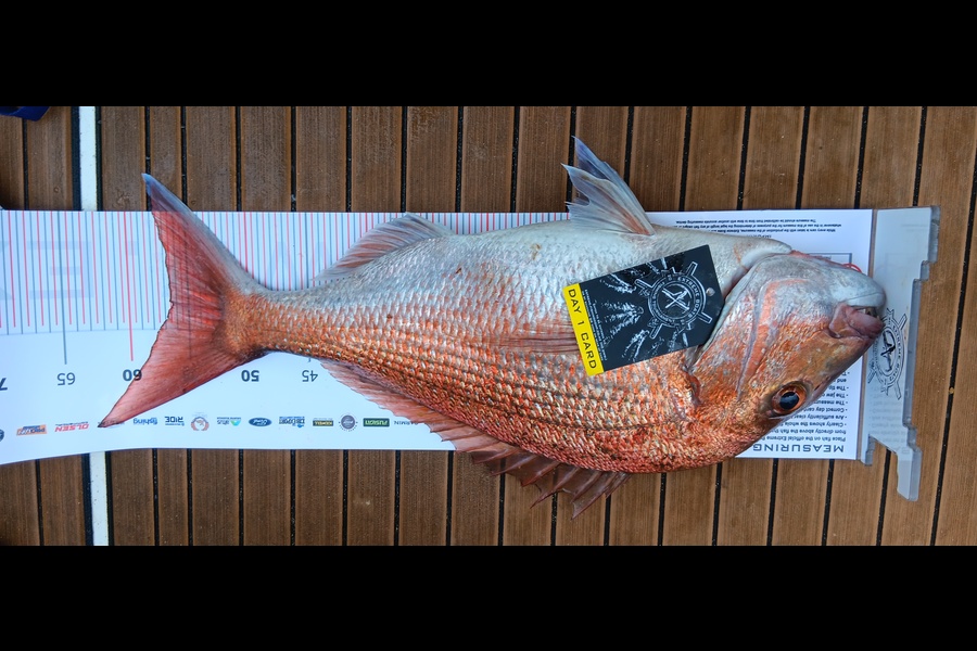 Fiona Green caught this 56.0cm Snapper at Coromandel during The Export NZ Fishing Competition