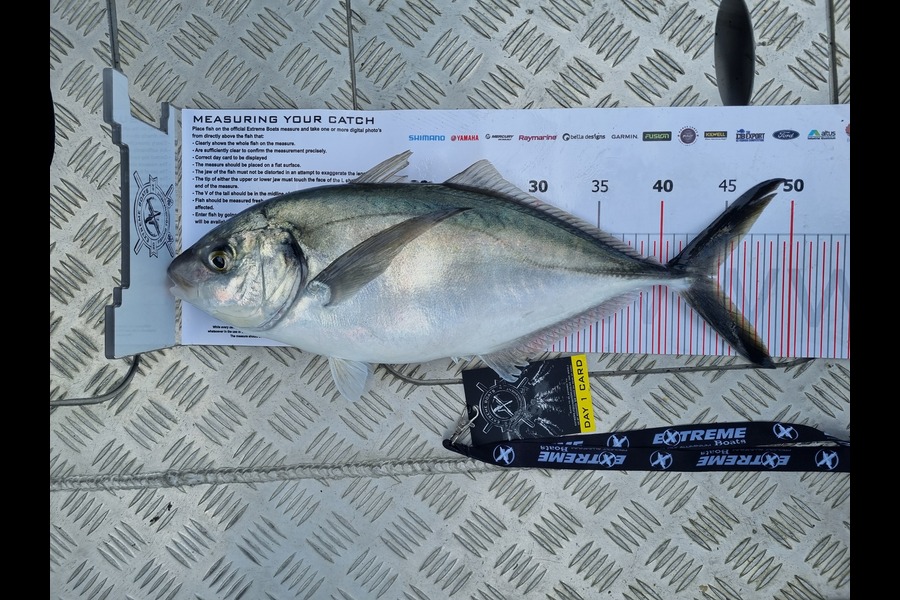 Todd  McGlade caught this 43.5cm Trevally at Coromandel during The Export NZ Fishing Competition