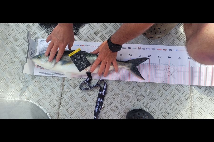 Toni Reid caught this 53cm Kahawai at Coromandel during The Export NZ Fishing Competition